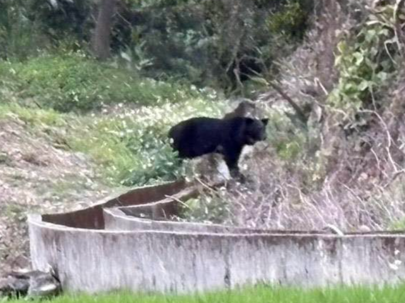 飢餓黑熊掠食雞犬再現水田! 玉管處: 開始架設警訊相機 成立部落巡守隊